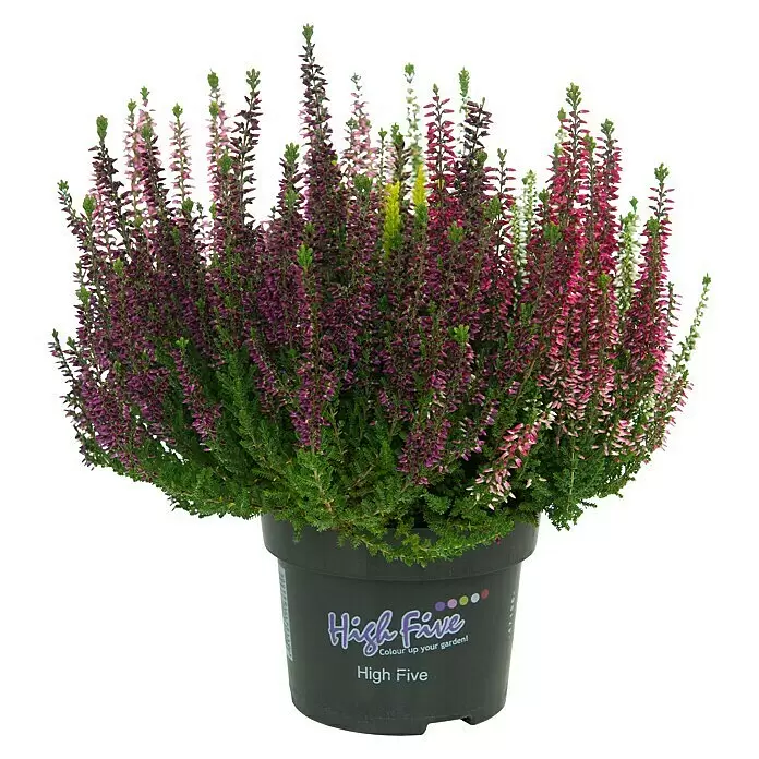 Besenheide - Calluna vulgaris, Topfgröße: 11 cm, 5-farbig - Vorderansicht