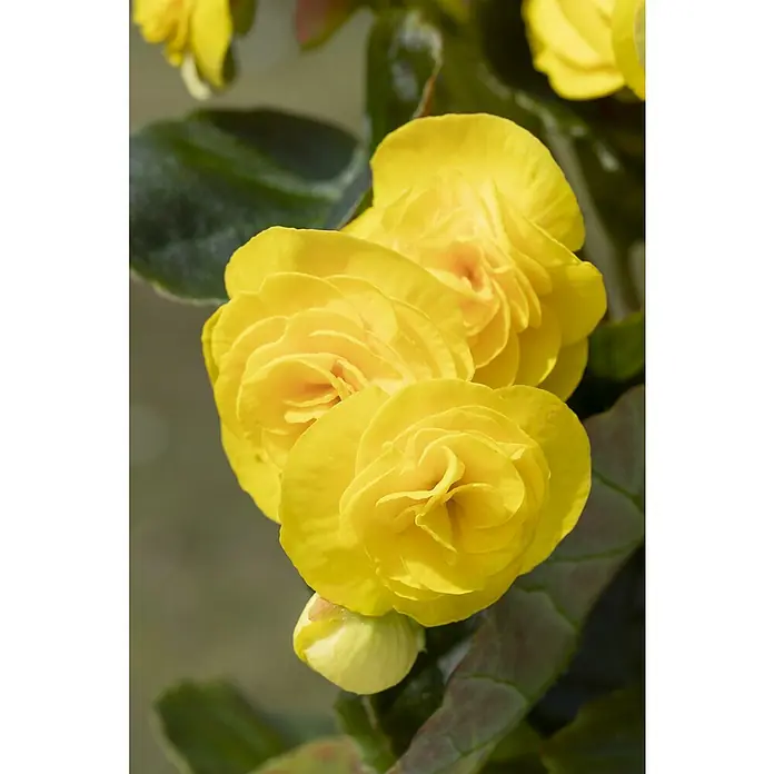 Piardino Begonie Mix - Begonia elatior, Topfgröße: 13 cm, Verschiedene Farben - Nahaufnahme einer gelben Begonie-Blüte mit gefüllten Blütenblättern und einem ungeöffneten Blütenkopf.