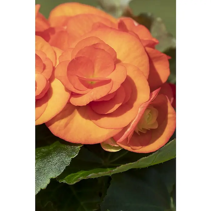 Piardino Begonie Mix - Begonia elatior, Topfgröße: 13 cm, Verschiedene Farben - Nahaufnahme einer orangefarbenen Begonie mit leuchtenden Blütenblättern und grünen Blättern. Die Blume fängt das Licht auf ihren gewölbten Blütenblättern ein.