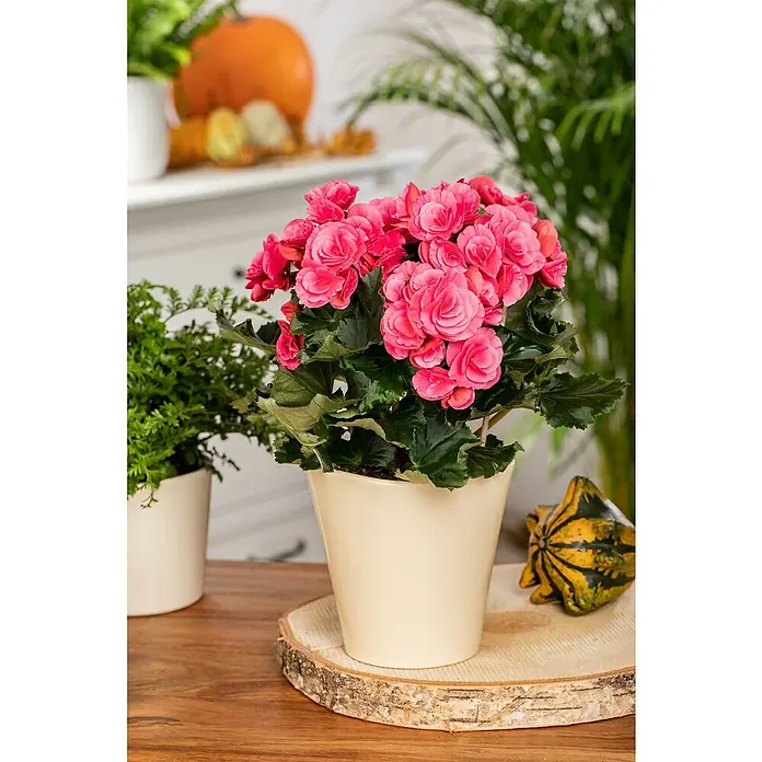 Piardino Begonie Mix - Begonia elatior, Topfgröße: 13 cm, Verschiedene Farben - Nahaufnahme einer leuchtend rosa blühenden Begonie im Topf, die auf einem Holztisch steht und eine warme, natürliche Atmosphäre ausstrahlt.