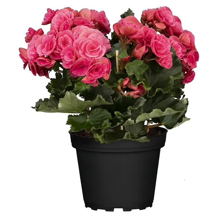Piardino Begonie Mix - Begonia elatior, Topfgröße: 13 cm, Verschiedene Farben - Wunderschöne rosa Begonie im Topf. Die Blütenblätter sind dicht und die Blätter saftig grün, was die Schönheit der Pflanze hervorhebt.