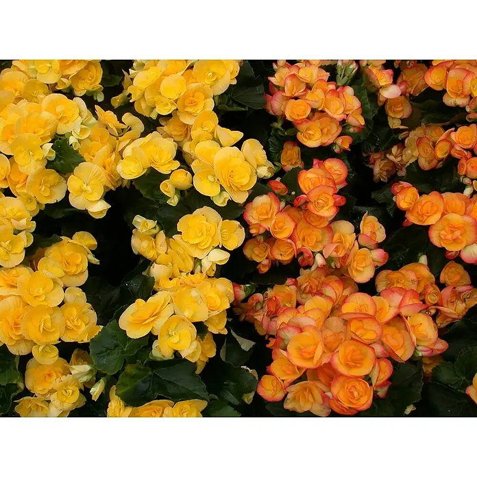 Piardino Begonie Mix - Begonia elatior, Topfgröße: 13 cm, Verschiedene Farben - Nahaufnahme von leuchtend gelben und orangefarbenen Begonienblüten mit grünen Blättern, die die Schönheit der Natur präsentieren.