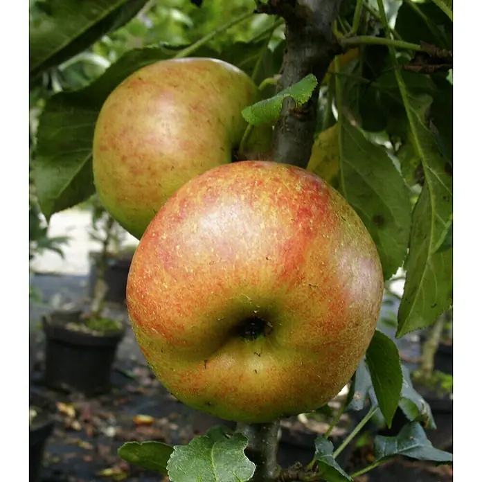 Apfelbaum Rhapsodie - Malus domestica Rhapsodie, Erntezeit: Oktober - Zwei reife Äpfel hängen an einem Ast, ihre Schale in Rot- und Grüntönen schimmernd. Ein leckerer, natürlicher Genuss vom Baum.
