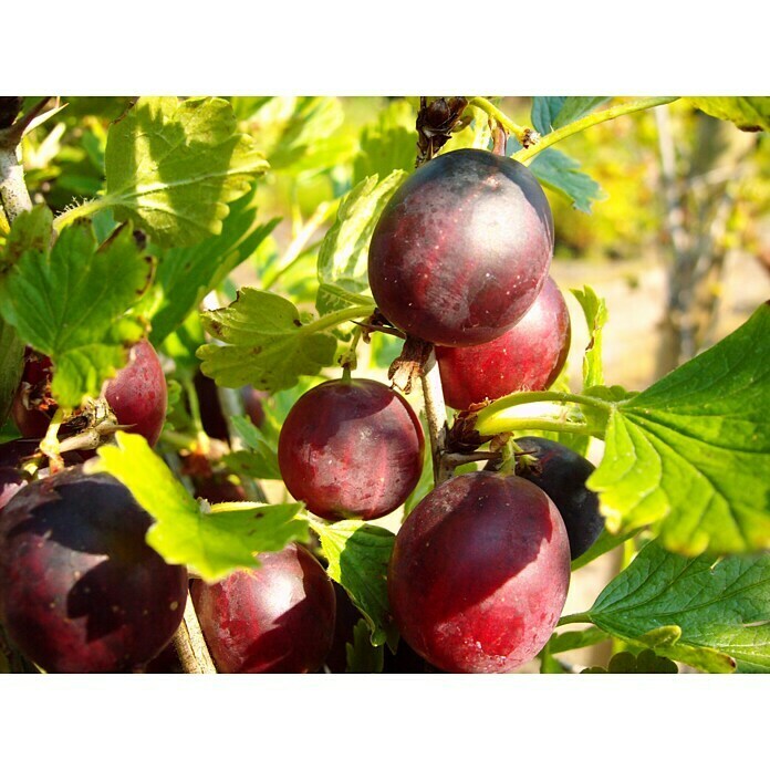 Stachelbeere Pax (Ribes uva-crispa Pax, Topfgröße: 4 l, Erntezeit: Juli)