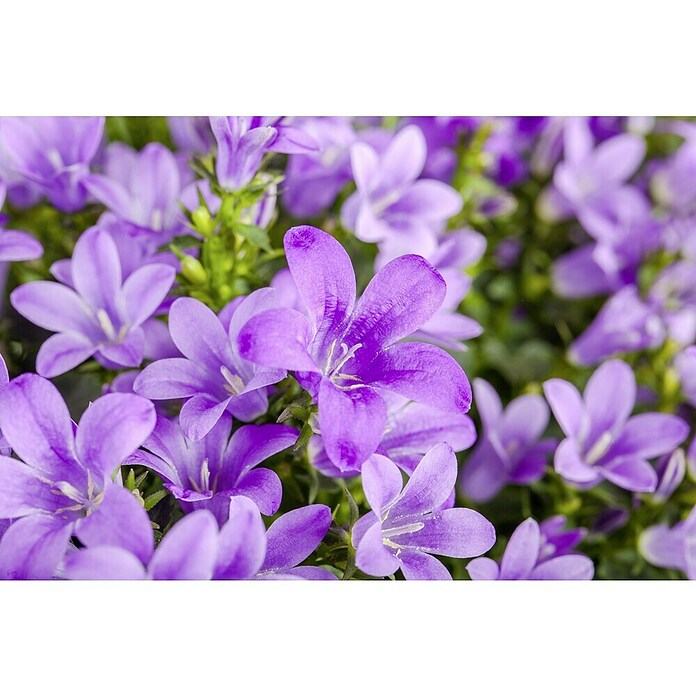 Polsterglockenblume