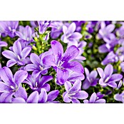 Polsterglockenblume