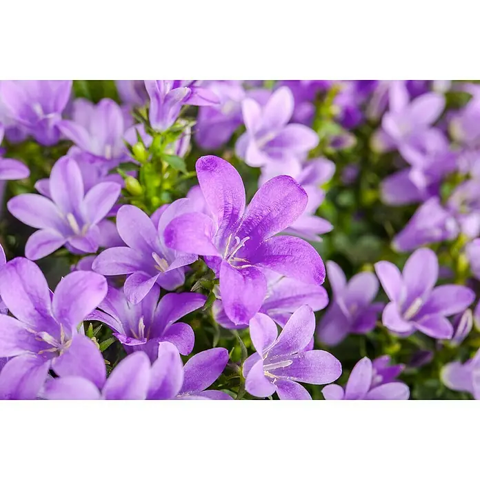 Piardino PolsterglockenblumeCampanula porscharskyana, Violett - Nahaufnahme eines lila blühenden Campanula-Karpaten-Glockenblumengartens, der mit leuchtenden Farbtönen und zarten Blüten bezaubert.