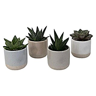 Piardino Sukkulenten in Helesinki Keramik (Succulent Hybride, Topfgröße: 6 cm)