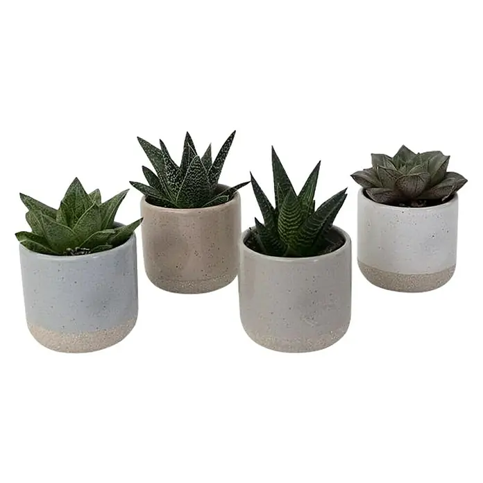 Piardino Sukkulenten in Helesinki Keramik - Succulent Hybride, Topfgröße: 6 cm - Eine Sammlung von vier Sukkulenten in stilvollen, zweifarbigen Keramiktöpfen, die eine moderne Note in jeden Raum bringen.