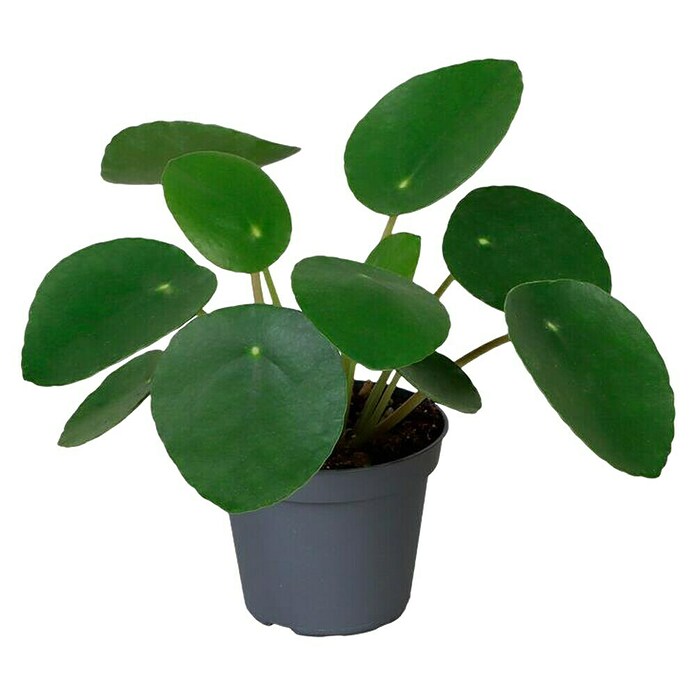 Piardino Glückstaler (Pilea peperomioides, Topfgröße: 6 cm, Hellgrün) | BAUHAUS