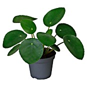 Piardino Glückstaler (Pilea peperomioides, Topfgröße: 6 cm, Hellgrün) | BAUHAUS