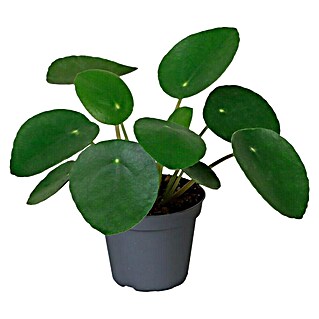 Piardino Glückstaler (Pilea peperomioides, Topfgröße: 6 cm, Hellgrün)