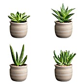 Piardino Sukkulenten in Maceta Keramik (Succulent Hybride, Topfgröße: 7 cm) | BAUHAUS
