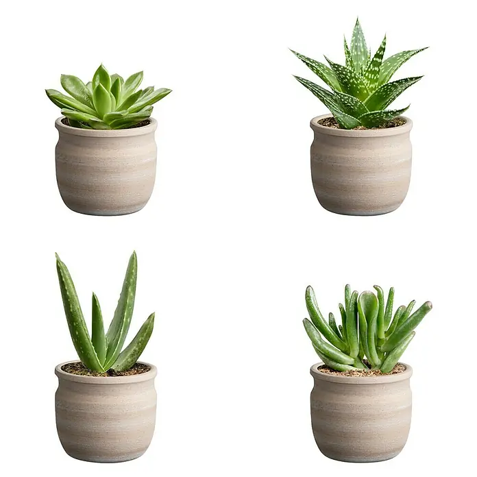 Piardino Sukkulenten in Maceta Keramik - Succulent Hybride, Topfgröße: 7 cm - Eine Anordnung von vier Sukkulenten in beigen Töpfen, die auf einem Tisch mit einem schwarzen und weißen Hintergrund stehen.