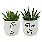 Piardino Sukkulenten in Expression Keramik (Succulent Hybride, Topfgröße: 6 cm) | BAUHAUS