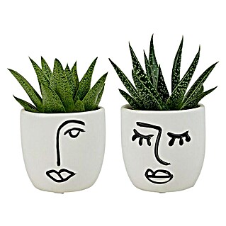Piardino Sukkulenten in Expression Keramik (Succulent Hybride, Topfgröße: 6 cm)