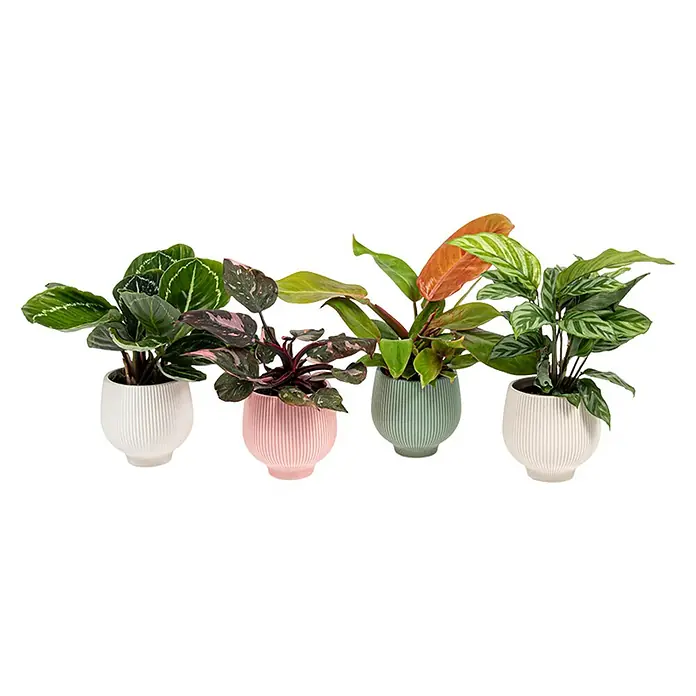 Piardino Zimmerpflanzen-Mix in pastellfarbiger Keramik - Topfgröße: 9 cm - Vier Zimmerpflanzen in dekorativen Töpfen, darunter Calathea und Aglaonema, die eine stilvolle und natürliche Atmosphäre schaffen.