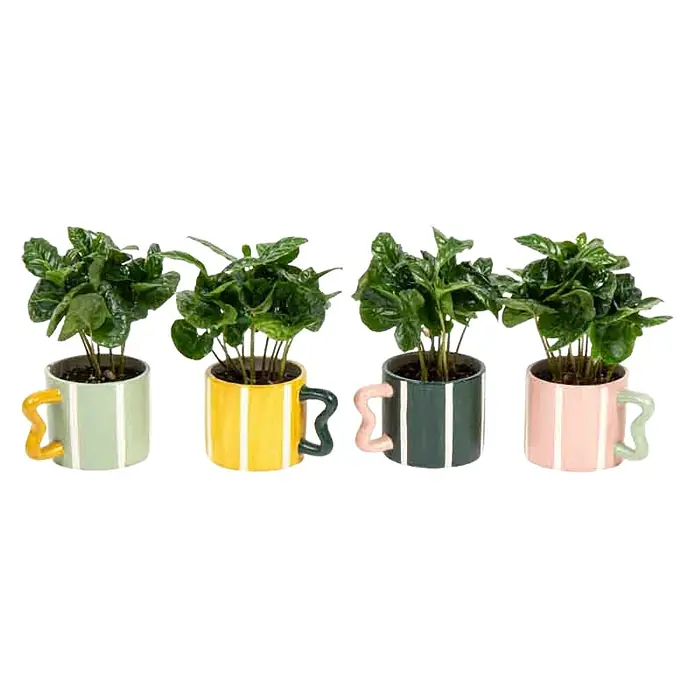 Piardino Zimmerpflanzen-Mix in Keramiktasse - Verschiedene Sorten, Topfgröße: 6 cm - Vielfalt an Peperomia-Pflanzen in Tassentöpfen: Eine charmante Kollektion von vier Peperomia-Pflanzen, die in einzigartigen, gestreiften Tassentöpfen präsentiert werden.