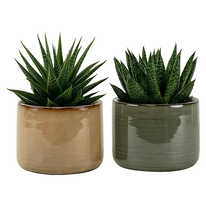 Piardino Sukkulenten in Cube Keramik - Succulent Hybride, Topfgröße: 10 cm - Zwei Haworthia-Zebra-Sukkulenten in Tontöpfen. Diese dekorativen Pflanzen bringen mit ihren markanten Mustern Leben in jeden Raum.