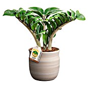 Piardino Glücksfeder in Maceta Keramik (Zamioculcas zamiifolia Zenzi, Topfgröße: 12 cm) | BAUHAUS