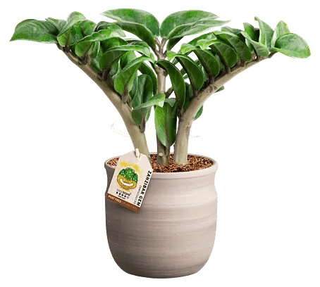 kokedama farn Fragrant Thyme Kokedama | Indoor Thyme Plant