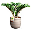 Piardino Glcksfeder in Maceta Keramik - Zamioculcas zamiifolia Zenzi,  Topfgre: 12 cm online kaufen bei BAUHAUS