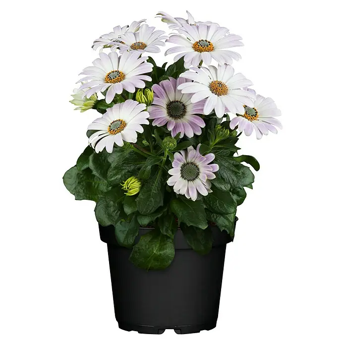 Piardino Kapkörbchen - Osteospermum ecklonis, Topfgröße: 10 cm, Sortenabhängig - Osteospermum in einem schwarzen Topf. Die Blütenblätter sind weiß mit einem lila Schimmer und einer gelben Mitte.