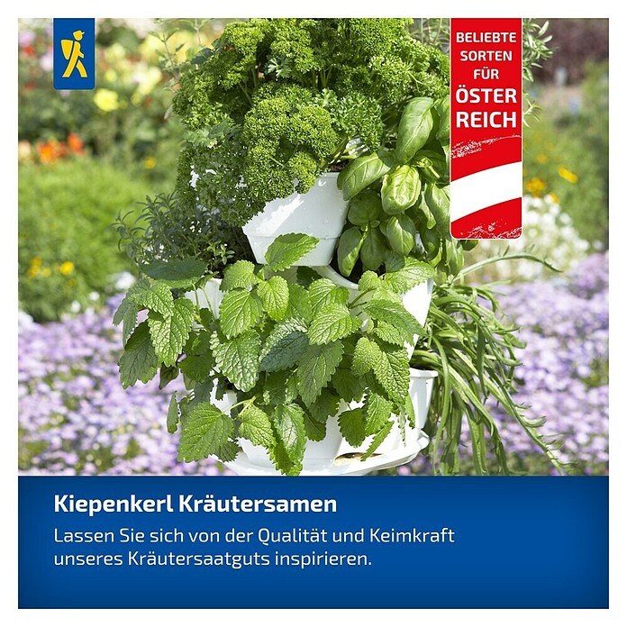 Kiepenkerl Petersilie Mooskrause 2 / Smaragd (Petroselinum crispum, Erntezeit: Juni, Inhalt reicht für ca. 250 Pflanzen) | BAUHAUS