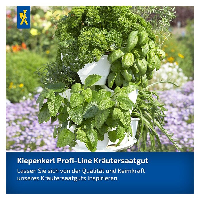 Kiepenkerl Petersilie Mooskrause 2 / Smaragd (Petroselinum crispum, Erntezeit: Juni, Inhalt reicht für ca. 250 Pflanzen) | BAUHAUS