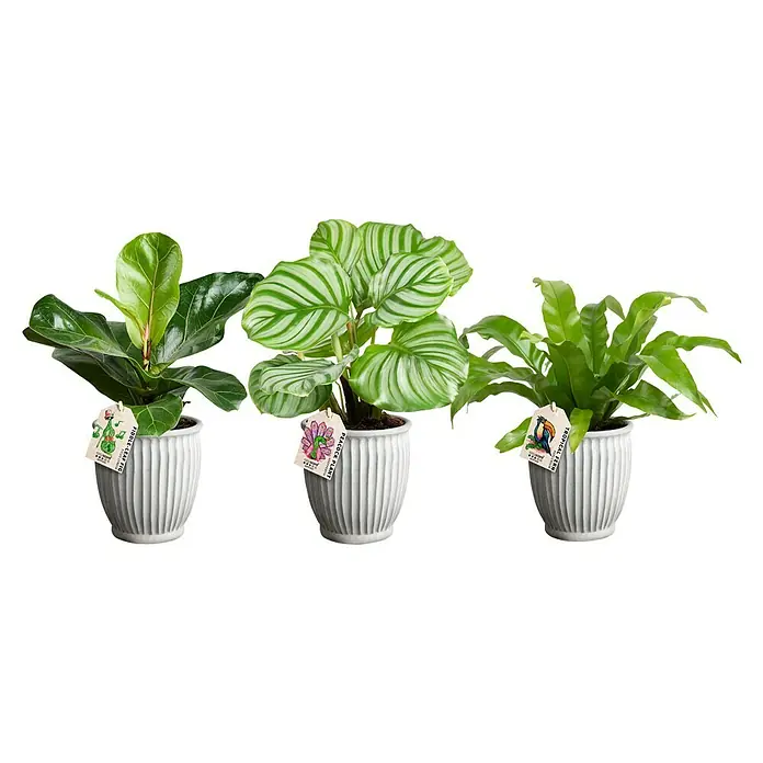 Piardino Zimmerpflanzen-Mix in Athena Keramik - Verschiedene Sorten, Topfgröße: 12 cm - Drei Zimmerpflanzen in geriffelten Töpfen: Fiddle-Leaf Fig, Peacock Plant und Tropical Fern, ideal für die Dekoration von Wohnräumen.