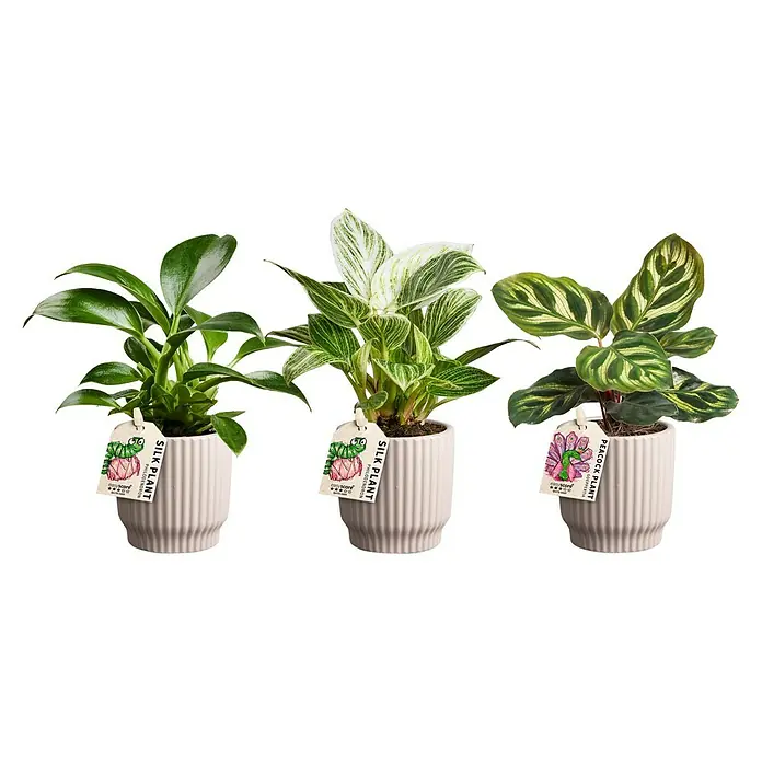 Piardino Zimmerpflanzen-Mix in Nordic Keramik - Verschiedene Sorten, Topfgröße: 7 cm - Drei Zimmerpflanzen in Keramiktöpfen: Philodendron, Birkin und Goeppertia für eine stilvolle Inneneinrichtung.
