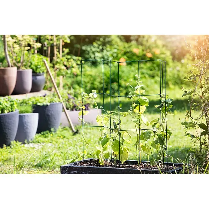 Windhager Rankhilfe Tomaten-Turm - L x B x H: 118 x 35 x 35 cm, Dunkelgrün - Ein grünes Rankgitter stützt die wachsende Gurkenpflanze in einem schwarzen Pflanzgefäß, ideal für den Gemüseanbau auf kleinem Raum.