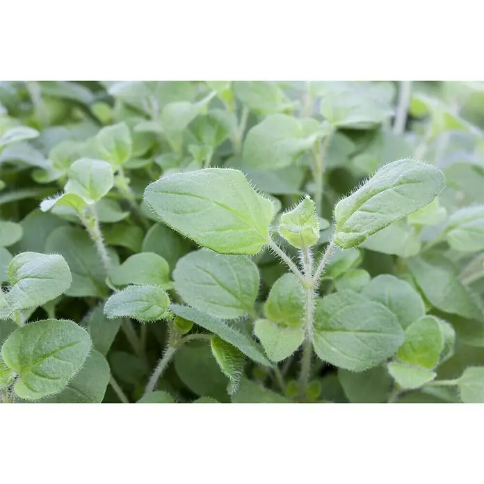 Piardino Oregano Bio - Origanum vulgare Margerita - Nahaufnahme von Oregano-Blättern, die die weiche Textur und die grüne Farbe der beliebten kulinarischen Kräuter zeigen.