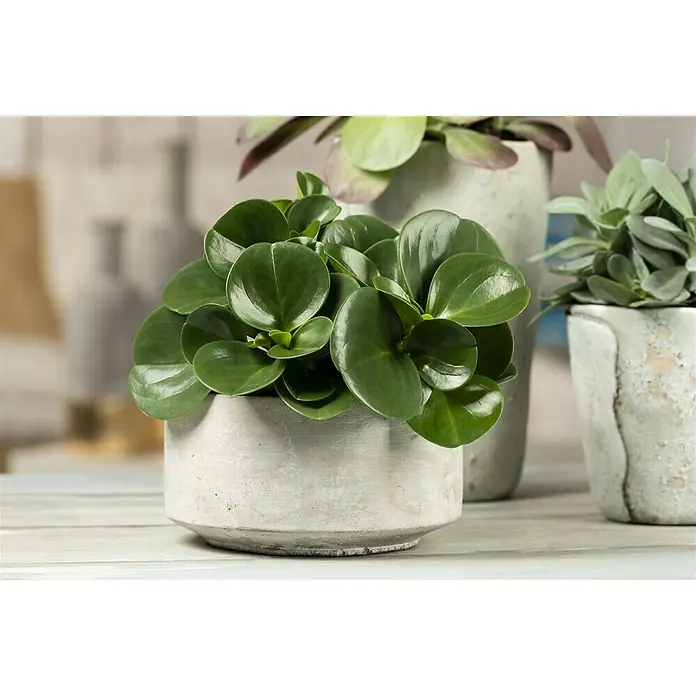 Piardino Zwergpfeffer - Peperomia obtusifolia, Topfgröße: 12 cm, Dunkelgrün - Nahaufnahme einer glänzenden Peperomia obtusifolia Pflanze in einem zementartigen Topf auf einer hellen Holzoberfläche.