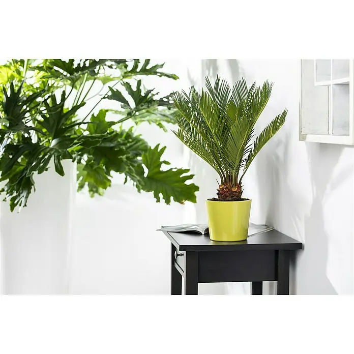 Piardino Palmfarn - Cycas revoluta, Topfgröße: 12 cm, Dunkelgrün - Zimmerpflanze in hellgrünem Topf auf schwarzem Tisch, neben einer weiteren Pflanze. Helles Interieur und minimalistischer Stil.