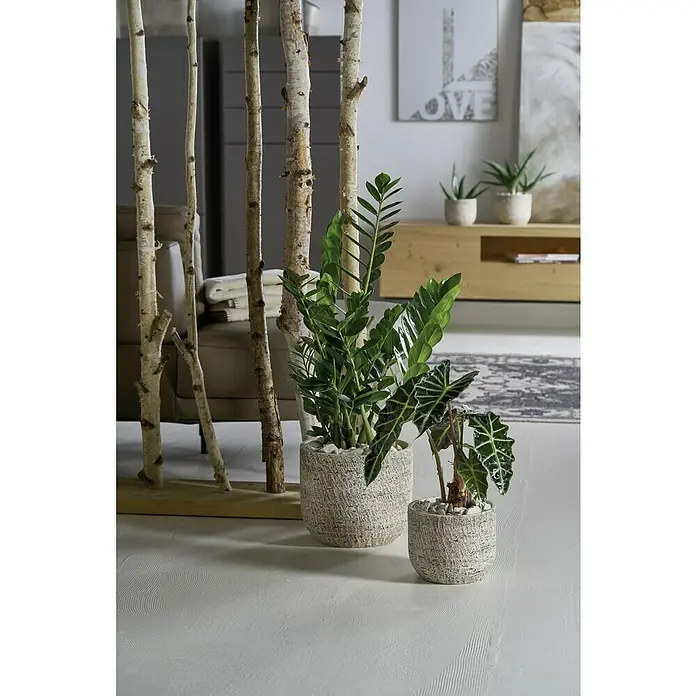 Soendgen Keramik Übertopf rund Portland - Außenmaß (Ø x H): 15 x 13 cm, Weiß, Keramik - Zwei Zimmerpflanzen in strukturierten Übertöpfen und ein Raumteiler aus Birkenstämmen schaffen eine natürliche und stilvolle Atmosphäre.