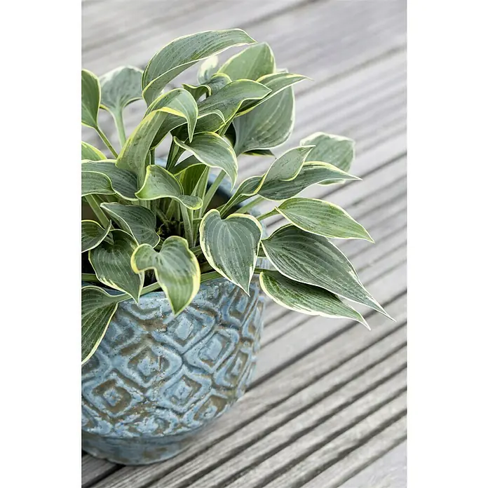 Piardino Funkie - Hosta, Topfgröße: 13 cm, Blütenfarbe: Lila - Nahaufnahme einer Hosta-Pflanze mit weiß geränderten Blättern in einem verzierten blauen Topf auf einem Holzboden.
