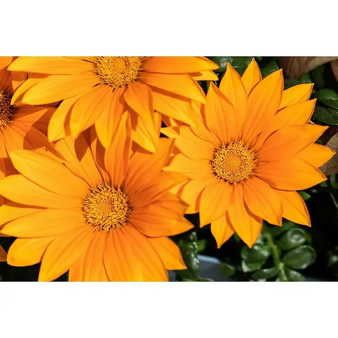 Piardino Gazania - Gazania 'Deep Orange', Topfvolumen: 13 l - Nahaufnahme von leuchtend orangefarbenen Gazanienblüten, die die Schönheit der Natur und die warme Farbpalette des Sommers zeigen.