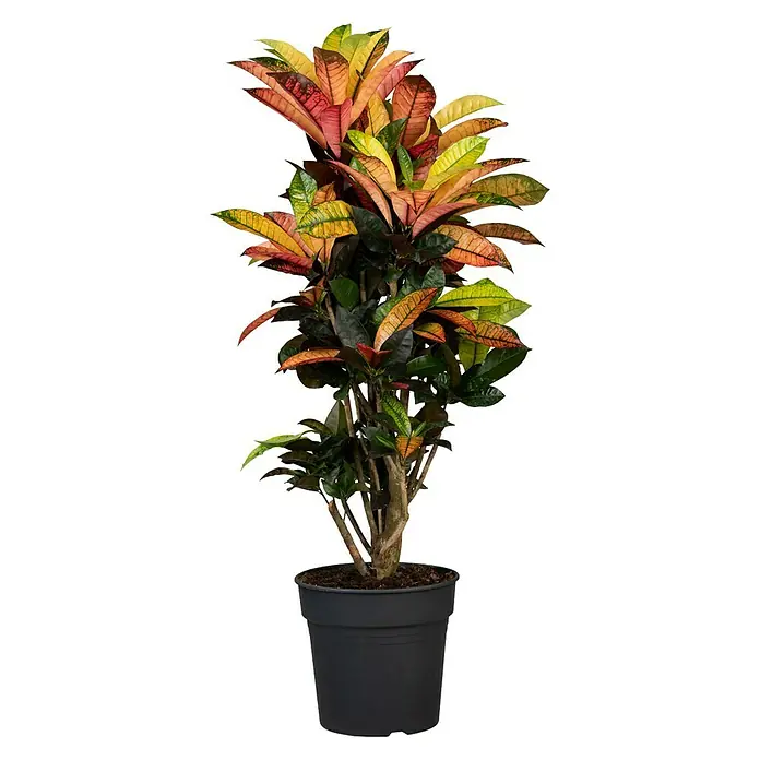 Piardino Kroton XXL - Codiaeum variegatum 'Mrs. Iceton', Topfgröße: 27 cm - Farbfroher Kroton in einem schwarzen Topf. Die Blätter sind eine Mischung aus Gelb, Rot und Grün und bringen einen Hauch von Natur in jeden Raum.