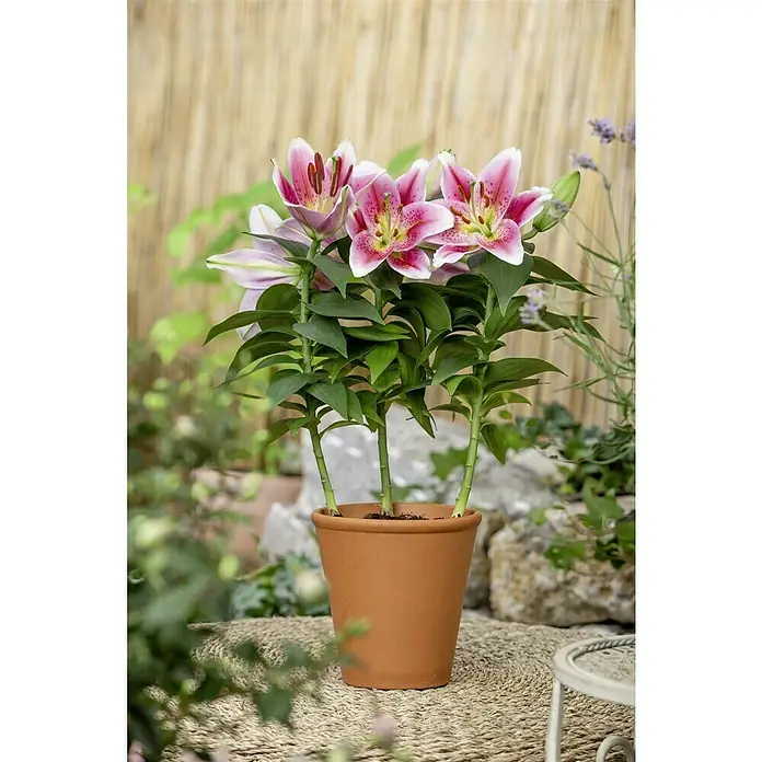 Piardino Lilie - Lilium Hybride, Weiß/Rosa/Rot - Nahaufnahme von rosa Lilien in einem Terrakotta-Topf, die eine lebendige und natürliche Note in jeden Raum bringen. Ideal für Dekoration.