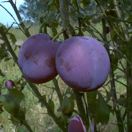 Pflaumenbaum