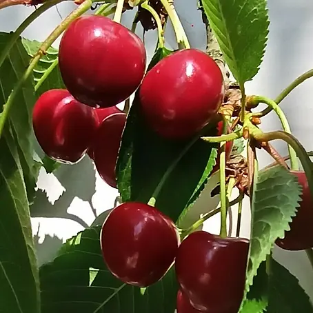 Süßkirschbaum