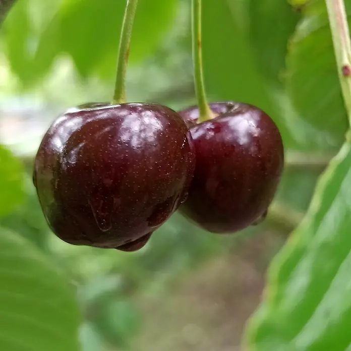 Süßkirschbaum Halbstamm - Prunus avium ‘Schneiders Späte Knorpelkirsche’, Topfvolumen: 10 l, Erntezeit: Juli - Zwei saftige, dunkle Kirschen hängen an ihren Stielen, umgeben von grünen Blättern. Die reifen Früchte glänzen im Licht.