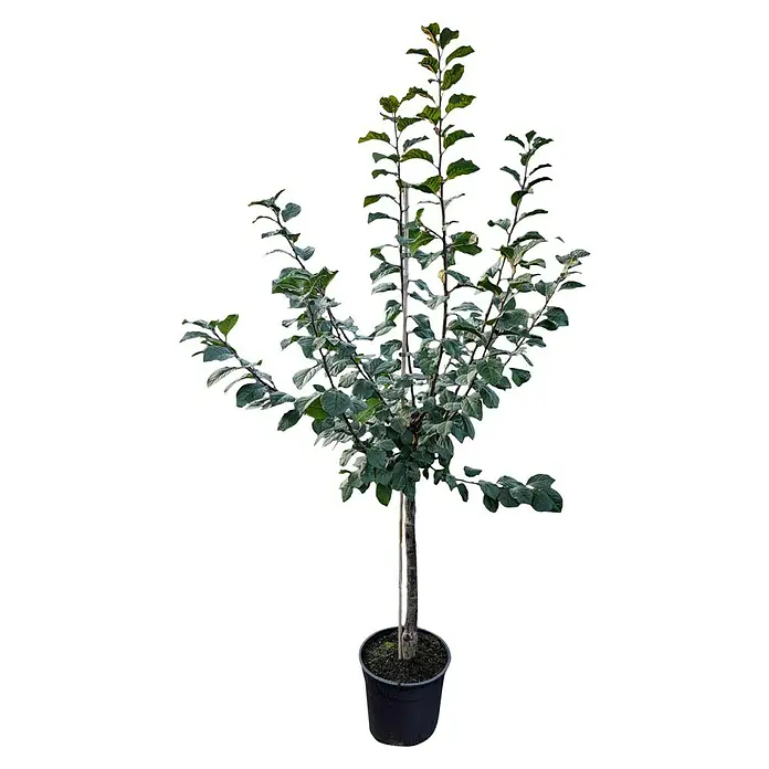 Pflaumenbaum - Prunus domestica ‘Bühler Frühzwetsche’, Erntezeit: Juli - Dieser Zierapfelbaum 'Evereste' im Topf begeistert mit seinen grünen Blättern und seiner kompakten Größe. Ein echter Hingucker für jeden Garten!