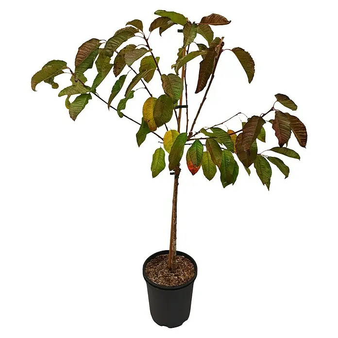 Süßkirschbaum Halbstamm - Prunus avium ‘Schneiders Späte Knorpelkirsche’, Topfvolumen: 10 l, Erntezeit: Juli - Das Foto zeigt einen jungen Kirschbaum im Topf. Die Blätter haben verschiedene Herbstfarben, von Grün bis Rot.