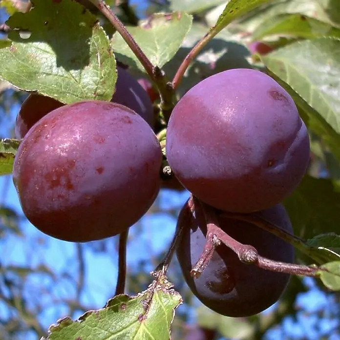 Pflaumenbaum - Prunus domestica ‘Graf Althans’, Erntezeit: August - Nahaufnahme von reifen, violetten Pflaumen am Baum. Die Früchte sind prall und bereit zur Ernte, umgeben von grünen Blättern.