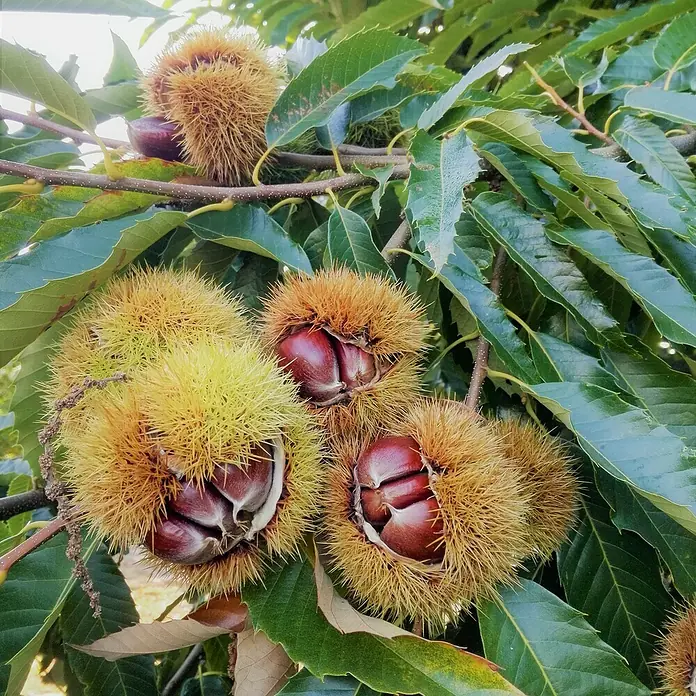 Esskastanienbaum 2er Set - Castanea sativa (2 Sorten, veredelt), Topfvolumen: 5 l - Nahaufnahme von Kastanien in stacheligen Schalen, umgeben von grünen Blättern an einem Baum.