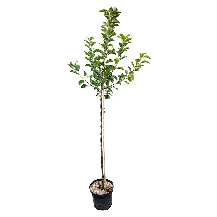Apfelbaum Halbstamm - Malus domestica ‘Rebella’®, Topfvolumen: 10 l, Erntezeit: September - Junger Apfelbaum in einem Topf, an einem Pfahl befestigt, mit grünen Blättern.