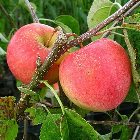 Apfelbaum Halbstamm