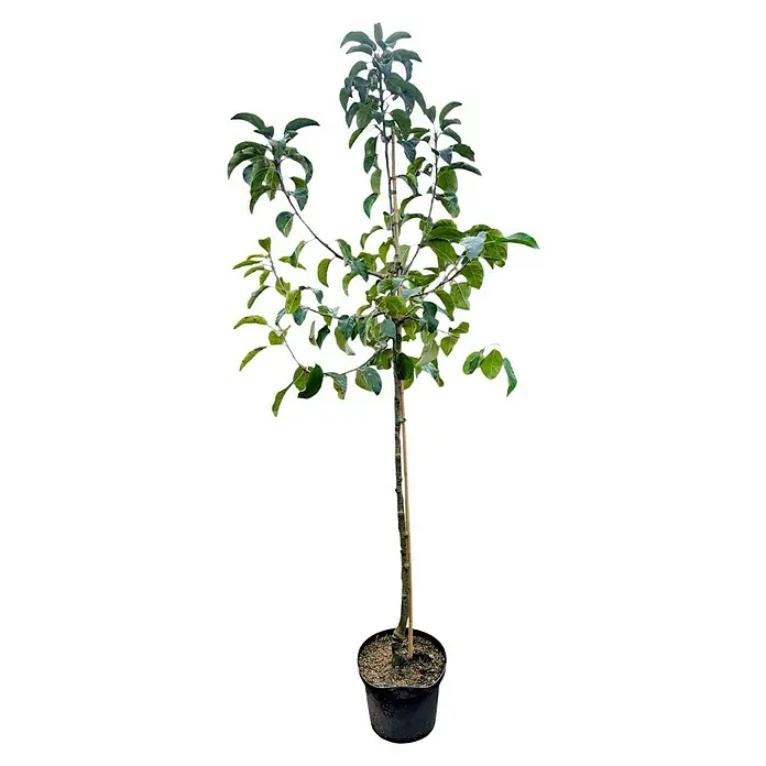Apfelbaum Halbstamm - Malus domestica ‘Pinova’®, Topfvolumen: 10 l, Erntezeit: Oktober - Ein junger Apfelbaum in einem schwarzen Topf, mit grünen Blättern, der an einem Bambusstab befestigt ist. Ideal für Gartenliebhaber!